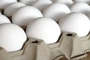 کاهش ۴۰ درصدی صادرات، قیمت تخم‌مرغ را ارزان کرد/ دولت حمایتی از صادرات نکرد