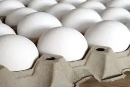 کاهش ۴۰ درصدی صادرات، قیمت تخم‌مرغ را ارزان کرد/ دولت حمایتی از صادرات نکرد