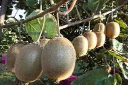 اشتباه وزیر کشاورزی روحانی/ کیوی فروش ندارد، باغداران ضرر کردند