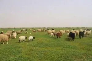 توسعه دامپروری فراسرزمینی ایران در بلاروس به ایستگاه پایانی رسید