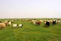 توسعه دامپروری فراسرزمینی ایران در بلاروس به ایستگاه پایانی رسید