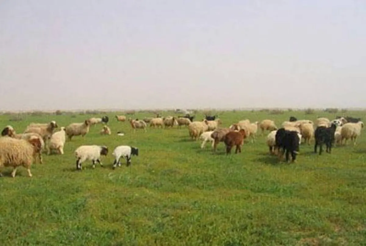 توسعه دامپروری فراسرزمینی ایران در بلاروس به ایستگاه پایانی رسید