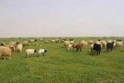 توسعه دامپروری فراسرزمینی ایران در بلاروس به ایستگاه پایانی رسید