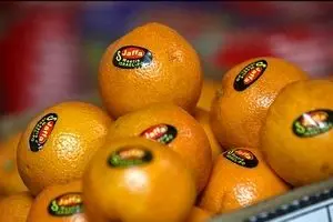 سیاست‌های وزارت کشاورزی ضد تولید ملی است