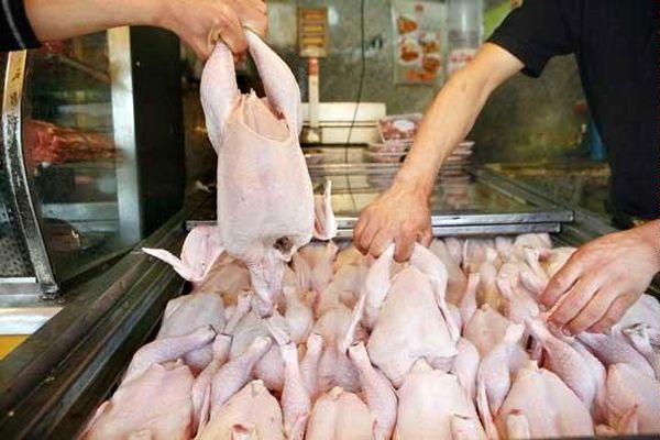 قیمت مرغ ۶ درصد گران شد/ قسمتی از تهران درگیر آنفولانزای مرغی است