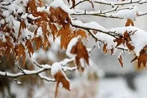 کاهش ۱۰ درجه ای دما در استان‌های شمالی/ بارش برف و باران در البرز مرکزی و شمال غرب