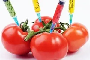 بذر تراریخته و هیبرید را چراغ خاموش از آمریکا وارد کشور می‌کنند