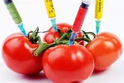 بذر تراریخته و هیبرید را چراغ خاموش از آمریکا وارد کشور می‌کنند