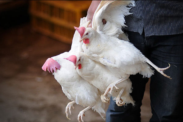 تخصیص ۱۰ میلیارد تومان برای آنفولانزای حاد پرندگان/ همه مرغداری‌ها مشمول بیمه می‌شوند