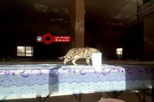 گشت و گذار گربه در سلف دانشگاه