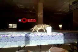 گشت و گذار گربه در سلف دانشگاه