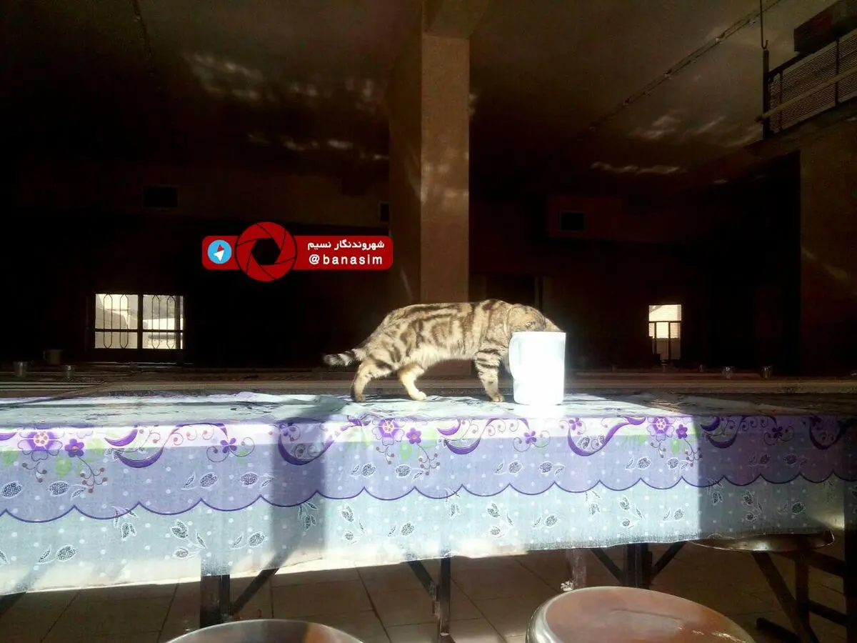 گشت و گذار گربه در سلف دانشگاه