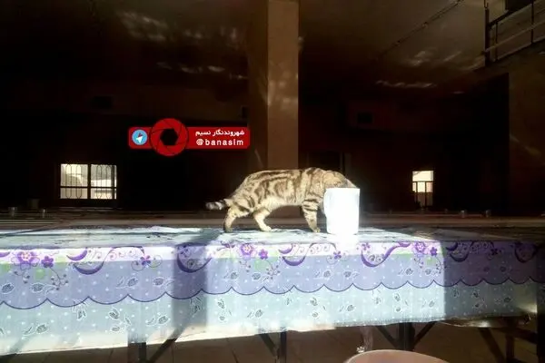 گشت و گذار گربه در سلف دانشگاه