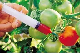 تولید، واردات و مصرف محصولات تراریخته بدون مجوز قانونی ممنوع شد