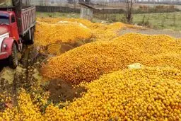 فیلم:: دورریز ده‌ها تن پرتقال در کنار جاده‌ها و معابر در شمال!