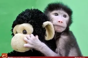 برترین تصاویر سال ۲۰۱۶ از حیوانات