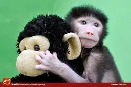 برترین تصاویر سال ۲۰۱۶ از حیوانات