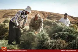 وظایف دولت برای ارتقای منزلت اجتماعی روستاییان مشخص شد