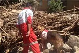 در عملیات سگ‌های زنده‌یاب هیچ کس پیدا نشده است/ به نقاط مرکزی ساختمان فروریخته نرسیده‌ایم