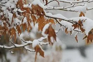 ورود سامانه بارشی به کشور از امروز بعدازظهر/ بارش برف و باران در پایتخت