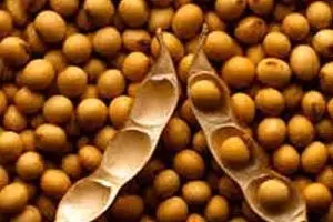 قدیمی‌ترین کارخانه تولید سویا، سوسیس و کالباس تعطیل شد/ تولید سویا به کمتر از نصف رسید