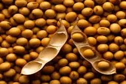 قدیمی‌ترین کارخانه تولید سویا، سوسیس و کالباس تعطیل شد/ تولید سویا به کمتر از نصف رسید