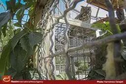 فاز نهایی باغ پرندگان تا پایان امسال به بهره‌برداری می‌رسد