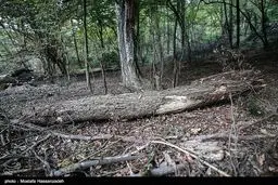 قطع درختان جنگل‌های شمال از سال ۹۹ ممنوع شد