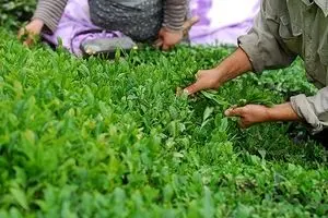 سازمان چای باکارخانه های چایکار بدقول برخورد می کند