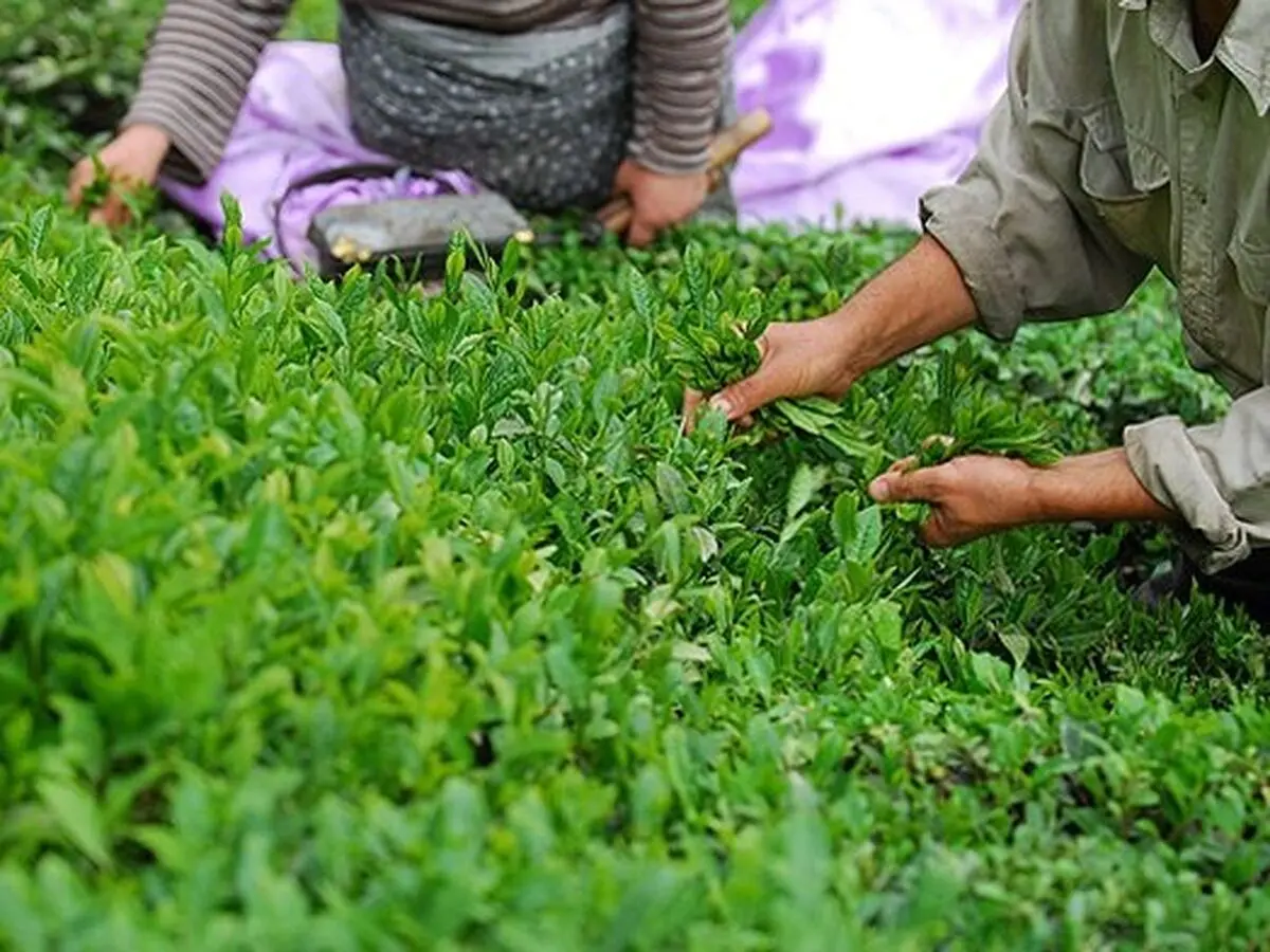 سازمان چای باکارخانه های چایکار بدقول برخورد می کند