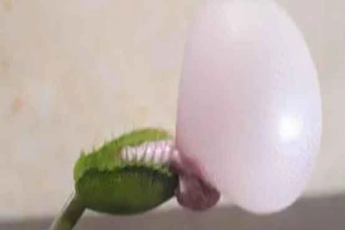 گیاهی که آدمس می‌خورد!