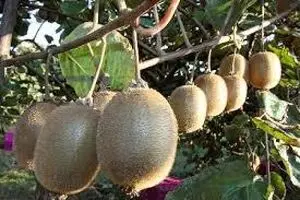 ایتالیا و یونان بازار کیوی را از ایران گرفتند/ تولید سیب زمینی و پیاز بیش از تقاضا است