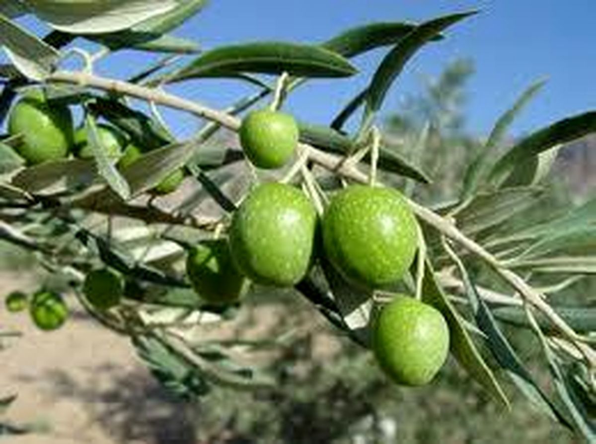 ۱۰ درخت زیتون به جای هر درختی که اسرائیل از فلسطین می‌کند، می‌کاریم