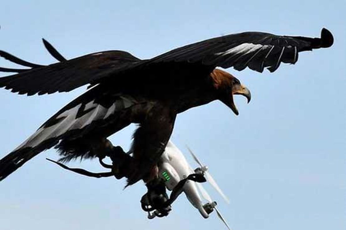 تربیت عقاب برای شکار پهپاد در فرانسه