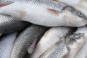 قیمت ماهی قزل‌آلا به ۱۵ هزار تومان رسید/ سود ۷ هزار تومانی دلالان از فروش ماهی قزل‌آلای شب عید!