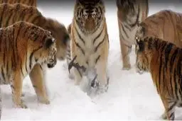 وقتی ببرها پهپادها را شکار می‌کنند