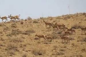 ناپدید شدن ۱۴۰۰ آهو در سیلاب اخیر تکذیب شد