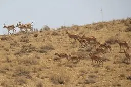 ناپدید شدن ۱۴۰۰ آهو در سیلاب اخیر تکذیب شد
