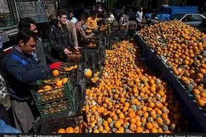 سیب و خیار زیاد، اما نارنگی کم است!