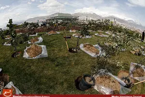 کاشت ۳ میلیون درخت در ۳۵۴ بوستان پایتخت از فردا