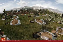 کاشت ۳ میلیون درخت در ۳۵۴ بوستان پایتخت از فردا