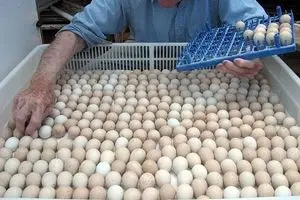 خسارت ۱۰۰۰ میلیارد تومانی به صنعت تخم مرغ/ از آذرماه صادرات صفر شد