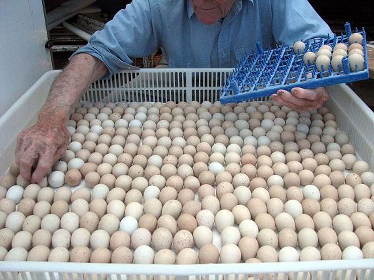 خسارت ۱۰۰۰ میلیارد تومانی به صنعت تخم مرغ/ از آذرماه صادرات صفر شد