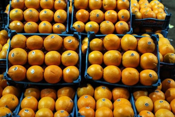 اگر دولت پرتقال وارد نمی‌کرد بهتر بود، اما فشارها برای واردات زیاد بود!/ قاچاق میوه در مرزها بیداد می‌کند/ مردم امسال عید کمتر پرتقال بخورند!