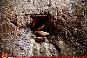 ماهی‌های سرخ، مرگ‌های سیاه