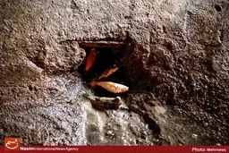 ماهی‌های سرخ، مرگ‌های سیاه