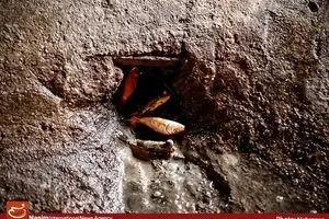 ماهی‌های سرخ، مرگ‌های سیاه