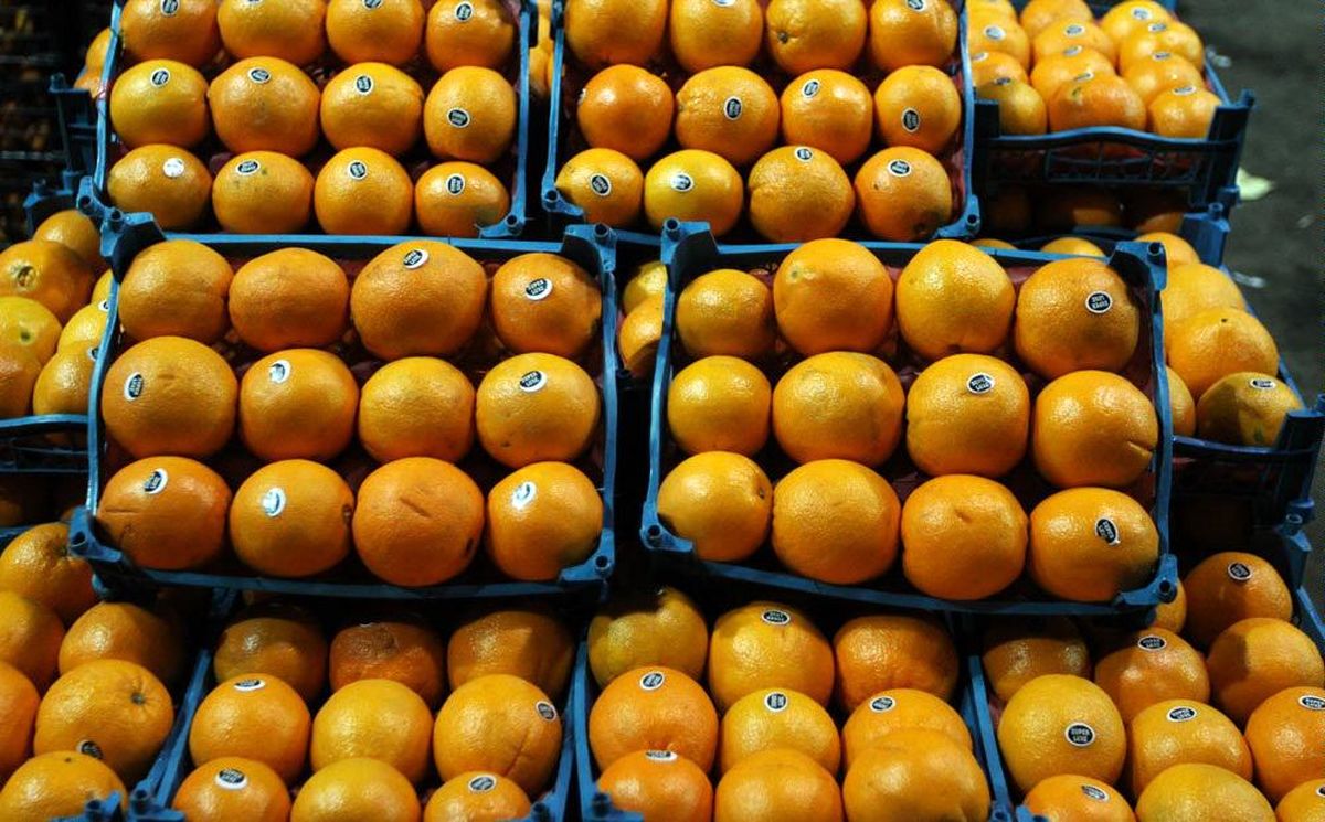 پرتقال‌های ترکیه ای هم سرمازده از آب درآمدند!/ احتمال شکسته شدن قیمت پرتقال در روزهای آتی