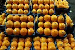 واردات چند هزار تن پرتقال یخ زده ترکیه‌ای به ایران!/ دولت روحانی پرتقال ترکیه‌ای را به پرتقال مازندران ترجیح داد