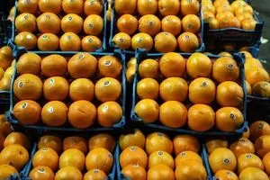 واردات چند هزار تن پرتقال یخ زده ترکیه‌ای به ایران!/ دولت روحانی پرتقال ترکیه‌ای را به پرتقال مازندران ترجیح داد
